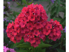 Флокс КАЛИНКА (ор-кр, 65см)