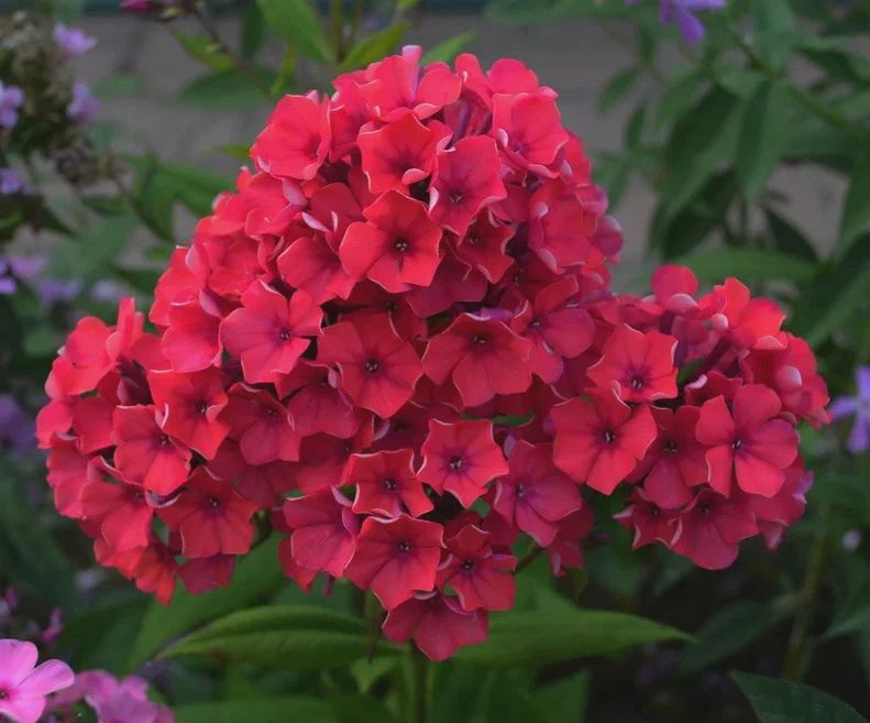 Флокс КАЛИНКА (ор-кр, 65см)