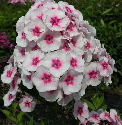 Флокс Юлия (бел с роз, 70см)