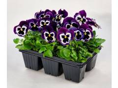 Виола Виттрока (смесь окрасок), кассета 6шт