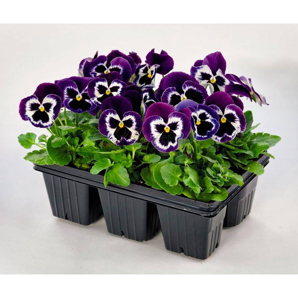 Виола Виттрока (смесь окрасок), кассета 6шт