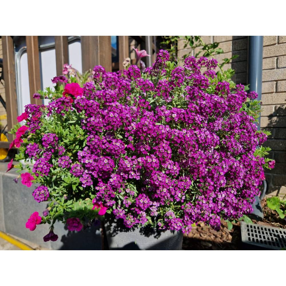 Алиссум ампельный Клеа Кристал Пурпл Шейдс, р8