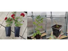 Ностальжи, горшок 0,5л, возраст 1 год