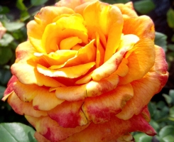 Роза чайно-гибридная Мильва 