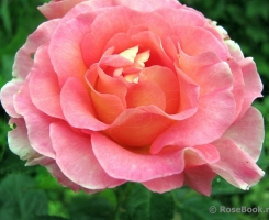 Роза чайно-гибридная Пинк Парадайз (Pink Paradise)