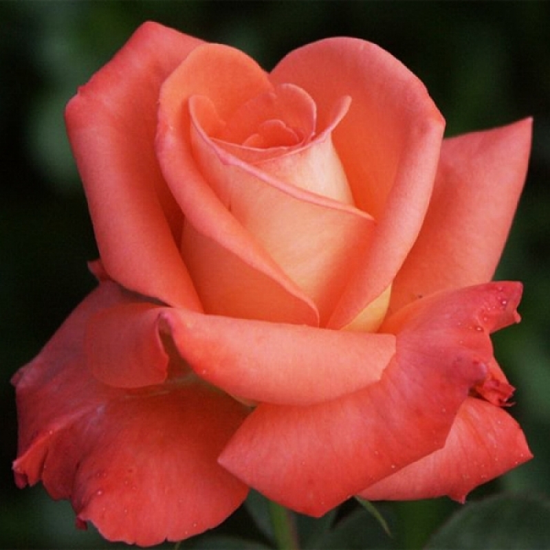 Роза чайно-гибридная Фольклер (Folklore)