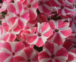 Флокс метельчатый Peppermint Twist (Пеперминт Твист)