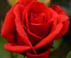 Роза чайно-гибридная Ред Берлин (Red Berlin)