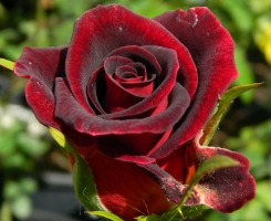 Роза чайно-гибридная Черная Магия (Black Magic)