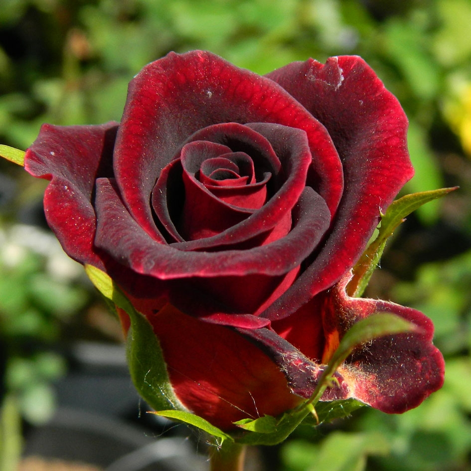 Роза чайно-гибридная Черная Магия (Black Magic)