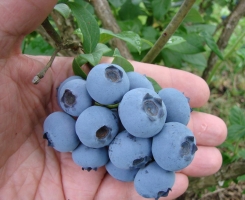 Голубика садовая Блюкроп (Bluecrop) с2