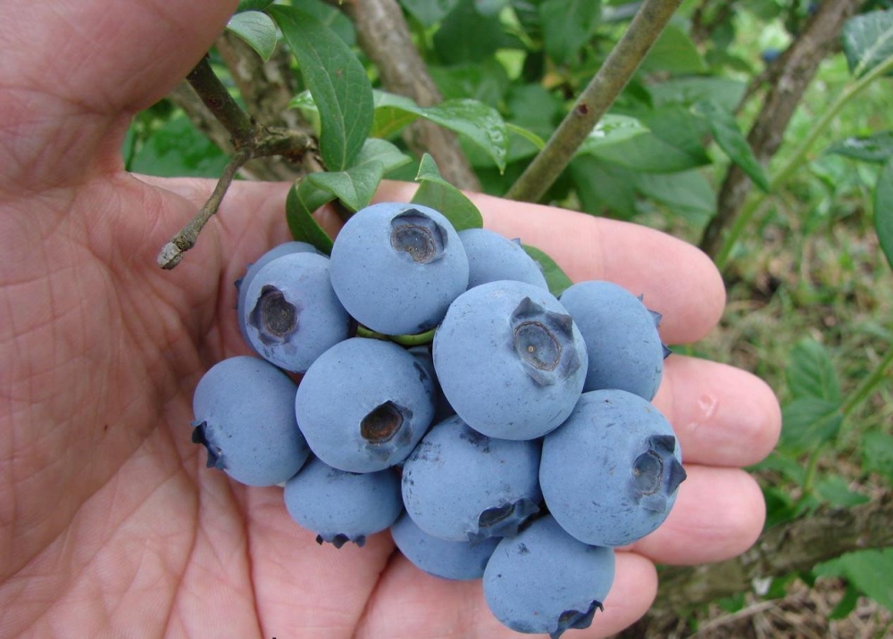 Голубика садовая Блюкроп (Bluecrop) с2