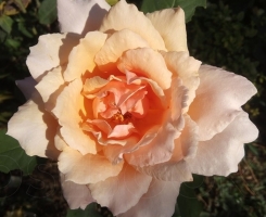 Роза чайно-гибридная Шантре (Chantre)