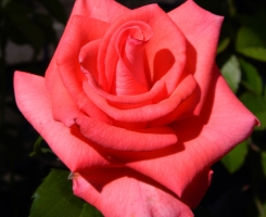 Роза чайно-гибридная Рафаэлло 