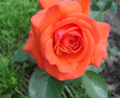 Роза плетистая Салита (Salita)