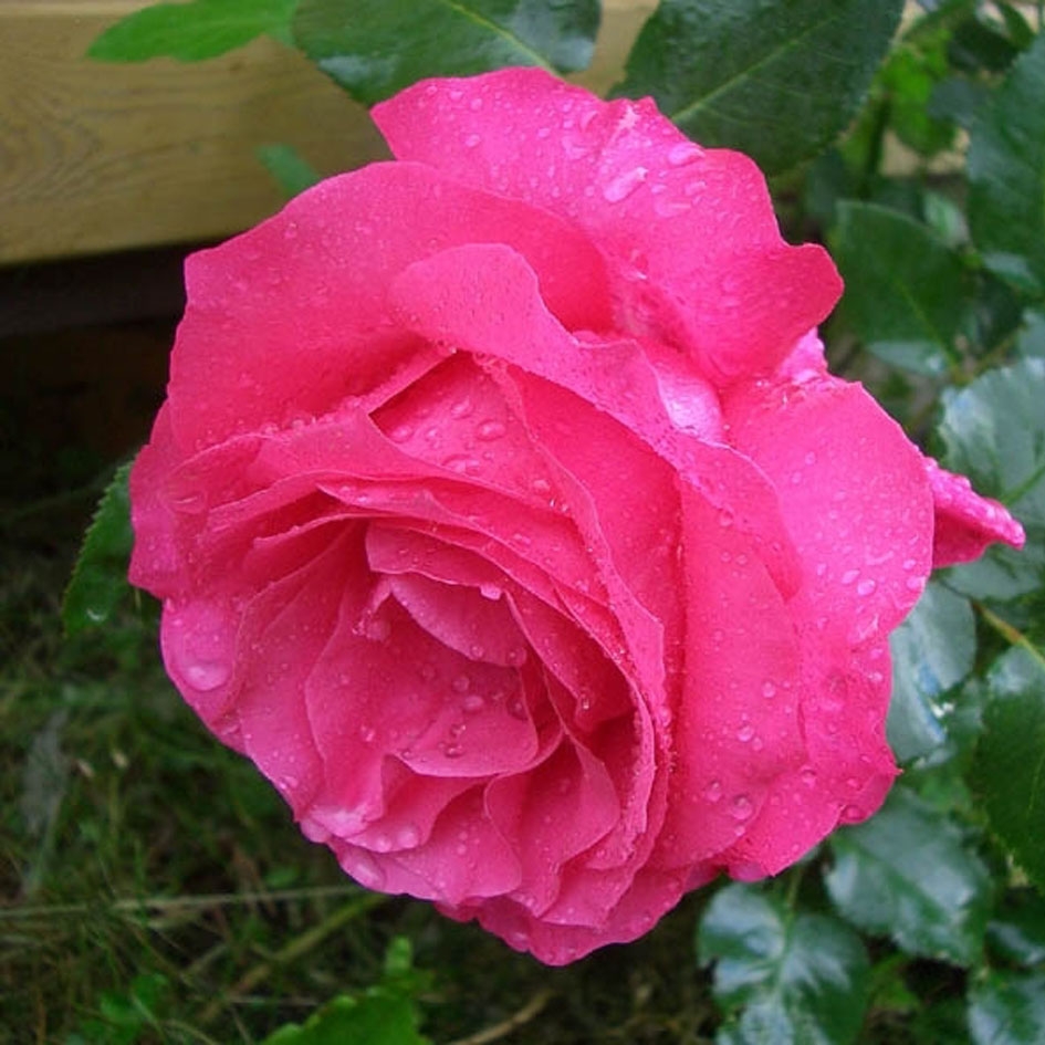 Роза чайно-гибридная Ланком (Lancome)
