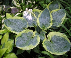 Хоста Frances Williams (Фрэнси Вильямс), с2