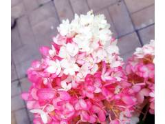 Гортензия метельчатая Strawberry Blossom (Строберри Блоссом) Р9