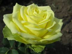 Роза чг АМАНДИНА (Желто-зеленый, 80см), с4