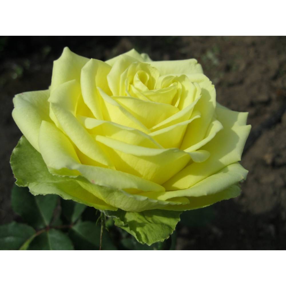 Роза чг АМАНДИНА (Желто-зеленый, 80см), с4