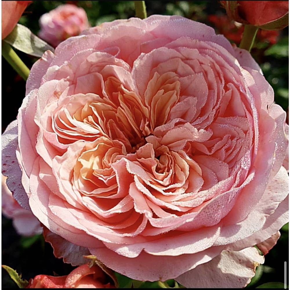 Роза чг Викториан Пинк (роз,110см), с4