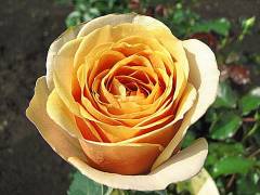 Роза чг Голден Мустард (желт-кофе, 120см) с4