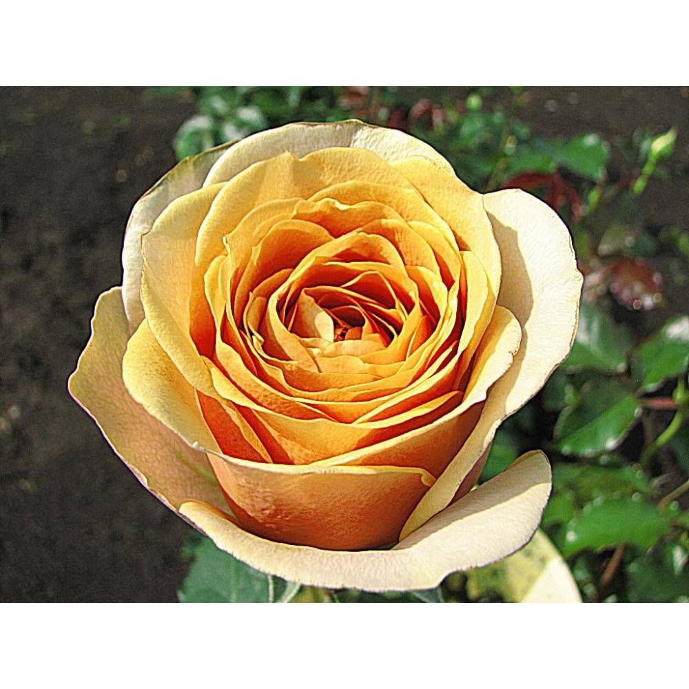 Роза чг Голден Мустард (желт-кофе, 120см) с4