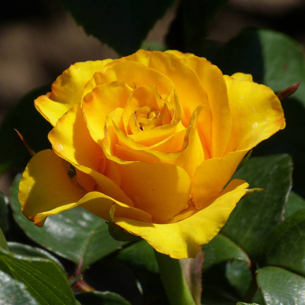 Роза чг СКАЙЛАЙН (желтая, 100-120см), с4