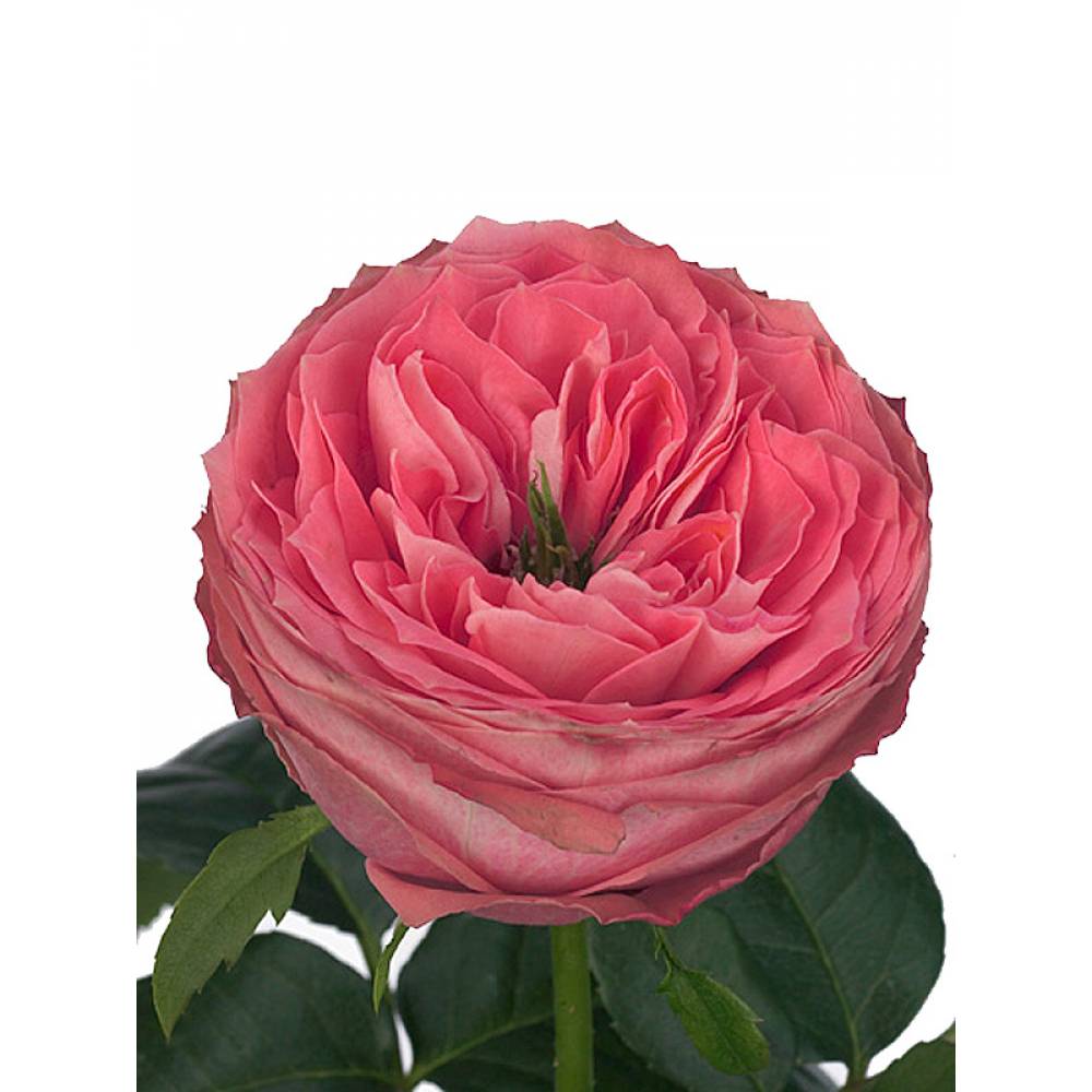 Роза чг ТУРКИШ ДЕЛАЙТ (роз, 120см), с4