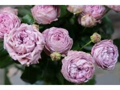 Роза мини спрей Блоссом баблс (роз,80см), с3