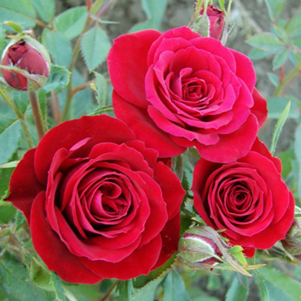 Роза мини спрей Мирабель (малин, 70см), с3