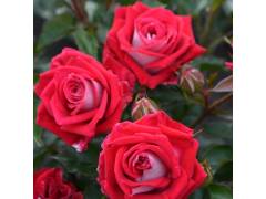 Роза мини спрей Руби Стар (красн+бел, 80см), с3