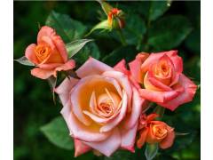 Роза мини спрей Сонора (роз-ор, 90см) с3