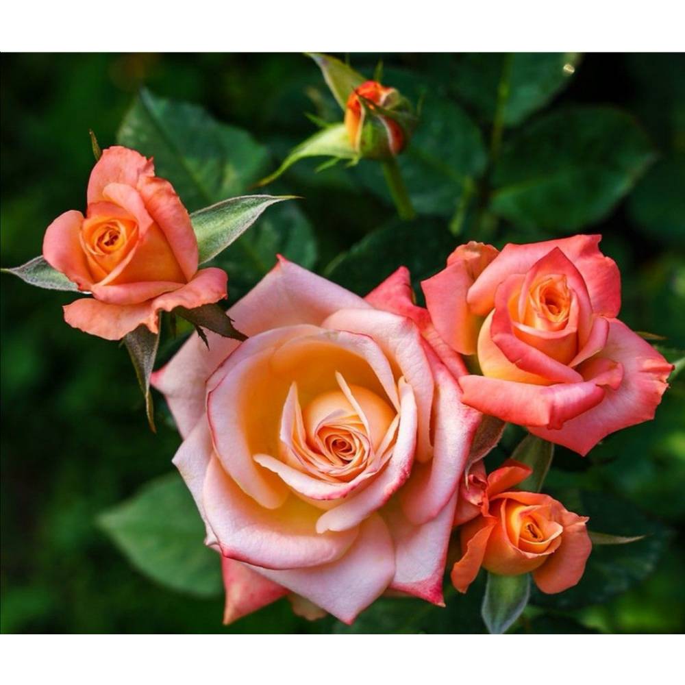 Роза мини спрей Сонора (роз-ор, 90см) с3