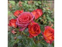 Роза мини спрей ЧОКОЧИНО (красно-шоколад, 70см), с3