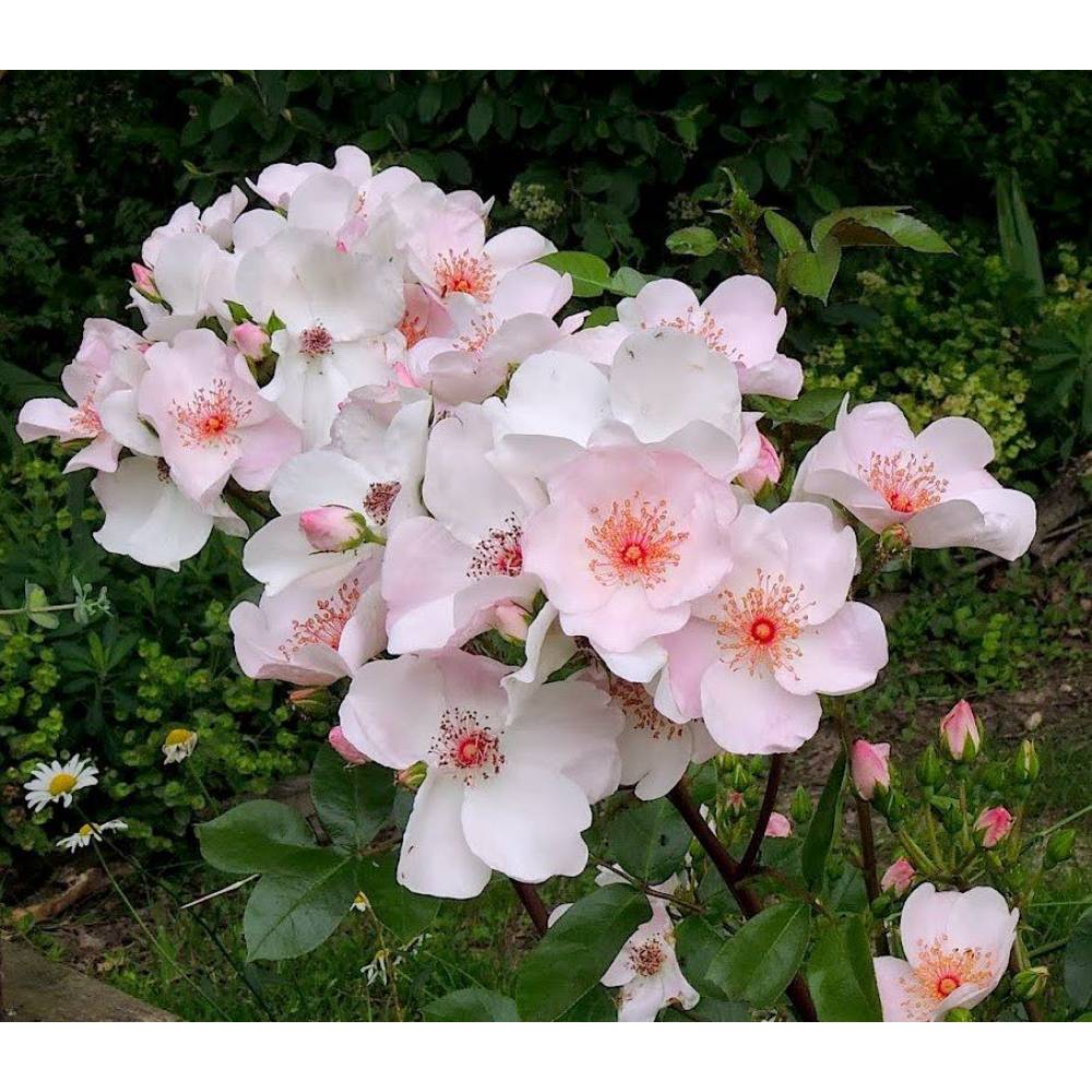 Роза мини шраб почвопокр Астрономия (бело-роз, 90см) с3