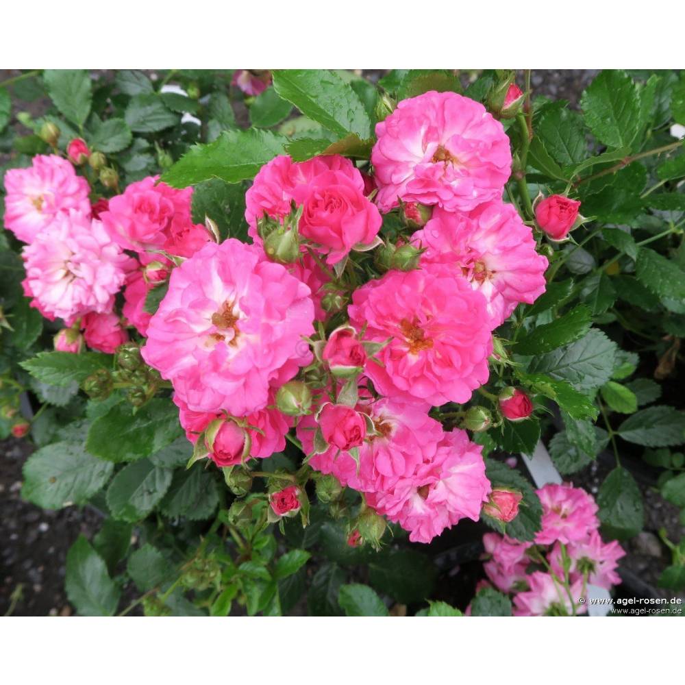 Роза мини шраб почвопокр БЭЛДУИН (Слиппи) (роз, 40см) с3