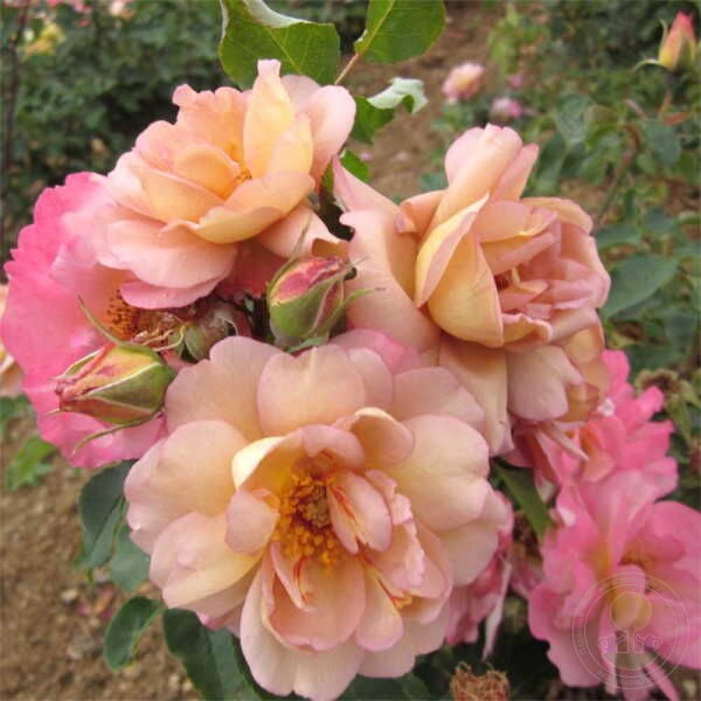 Роза мини шраб Флориан Массад (роз, 100см), с3