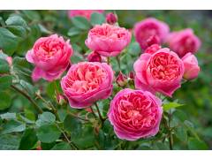Роза парк англ Боскобель КС с7 (темно-роз, 100см), с4