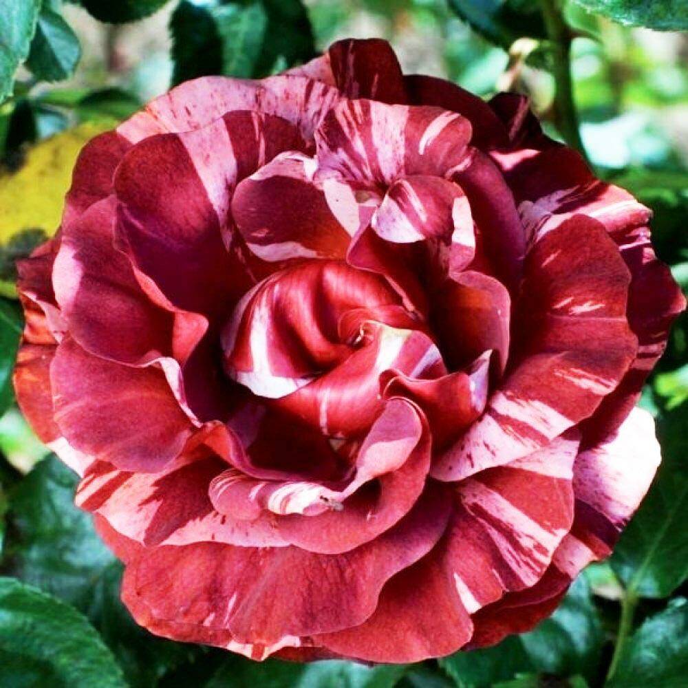 Роза плетист БРАУНИ (коричн.полосы, 150-200см), с4