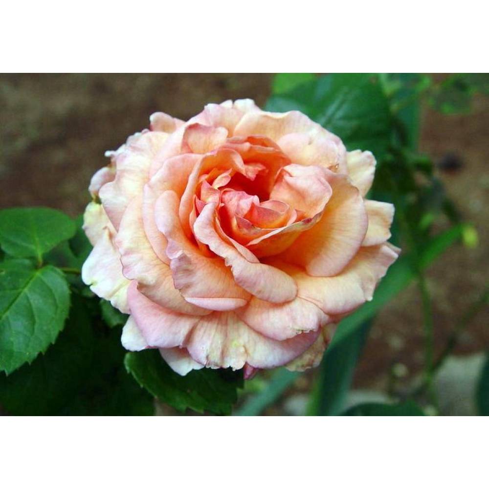 Роза плетист ДИКСИЛЕНД ЛИНДА (роз, 150-250см) с4