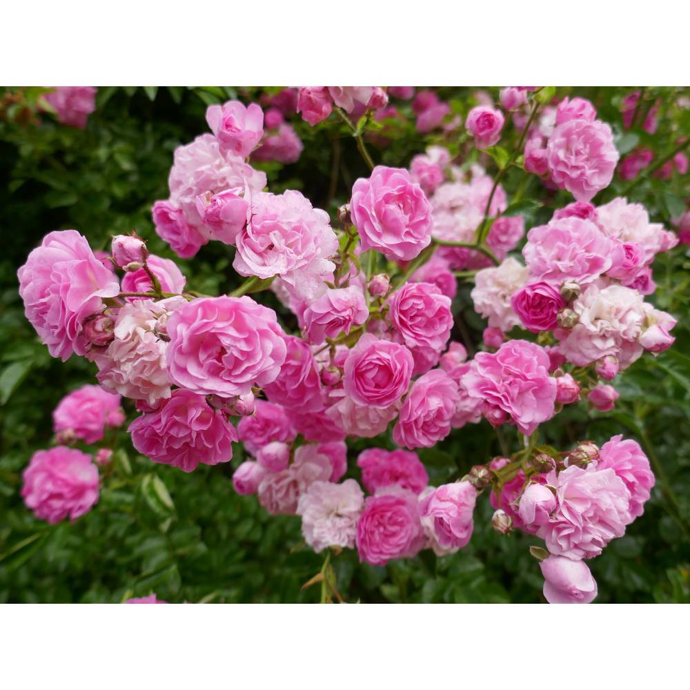 Роза плетист Миннехаха (роз, 350см, однократно), с4