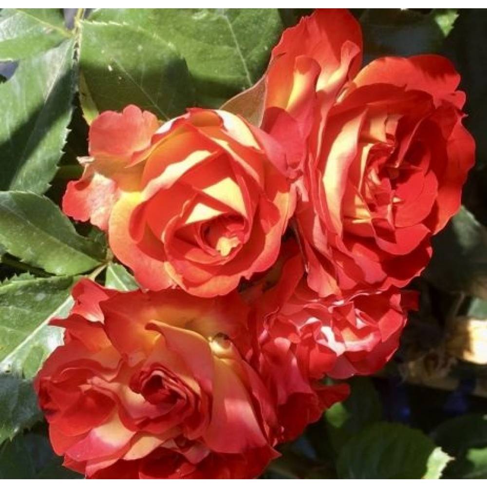 Роза плетист Мисс Танжерин (оранж, 2,5м) с4
