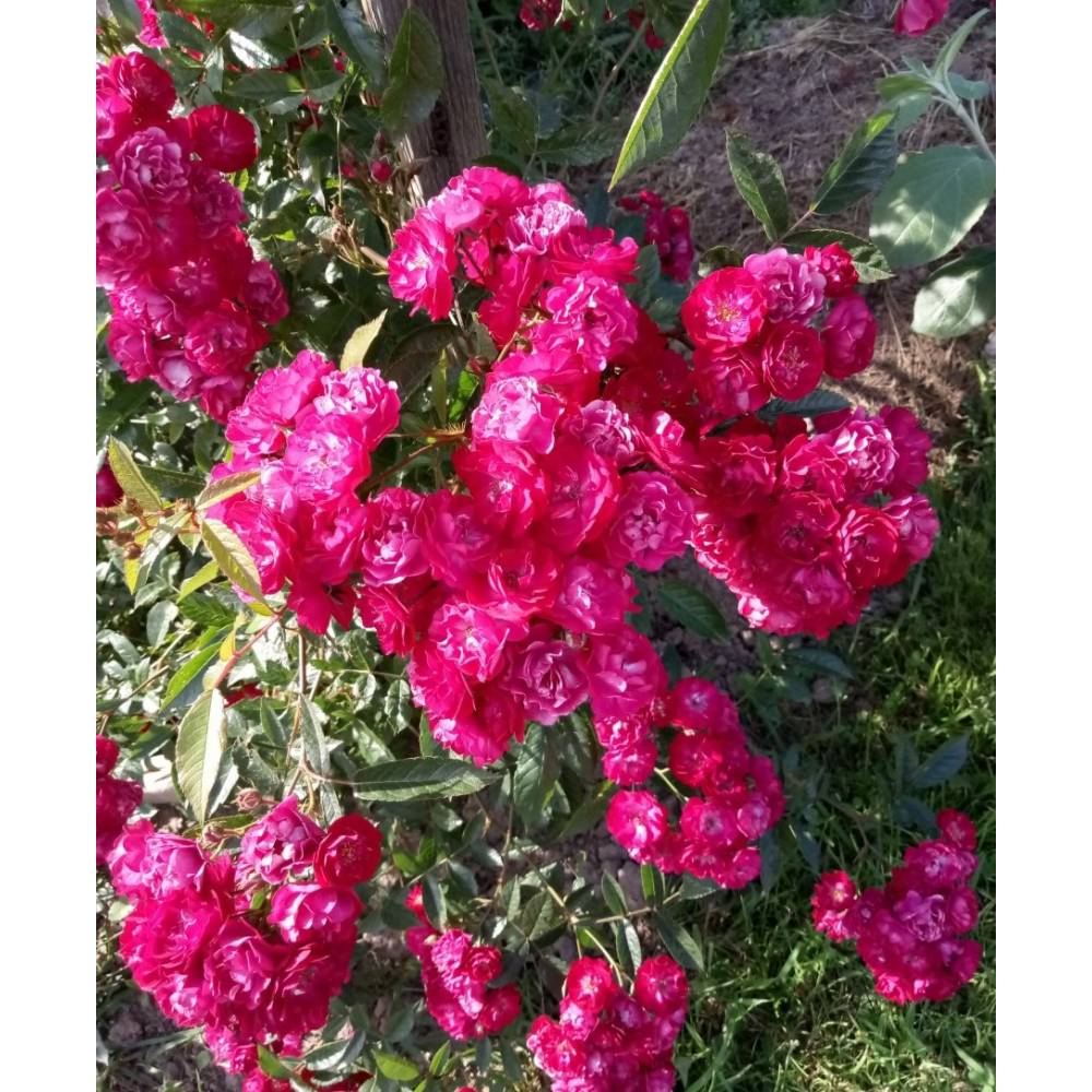 Роза плетист СУБРА (малин, 60-120см), с4