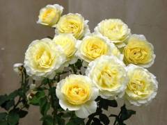 Роза флорибунда АЙРИШ ХОУП (желт, 100см), с4