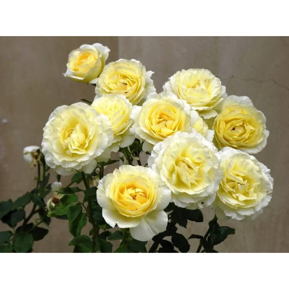 Роза флорибунда АЙРИШ ХОУП (желт, 100см), с4