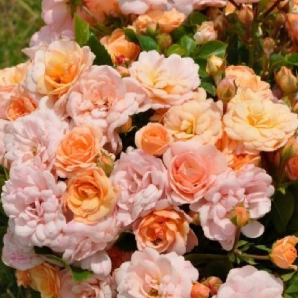 Роза флорибунда Бордюр Накре (абрикос, 50-70см), с4