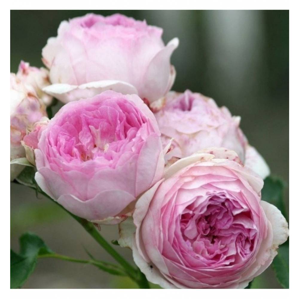 Роза флорибунда ВЕЗАЛИУС (роз, 100см), с4