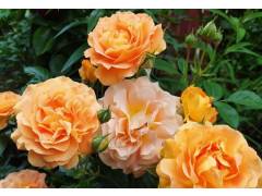 Роза флорибунда ГОЛДЕЛЬЗЕ (желт-оранж, 70см), с4