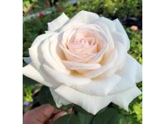 Роза флорибунда Графиня Эльке цу Ранцзау (крем, 80см) с4